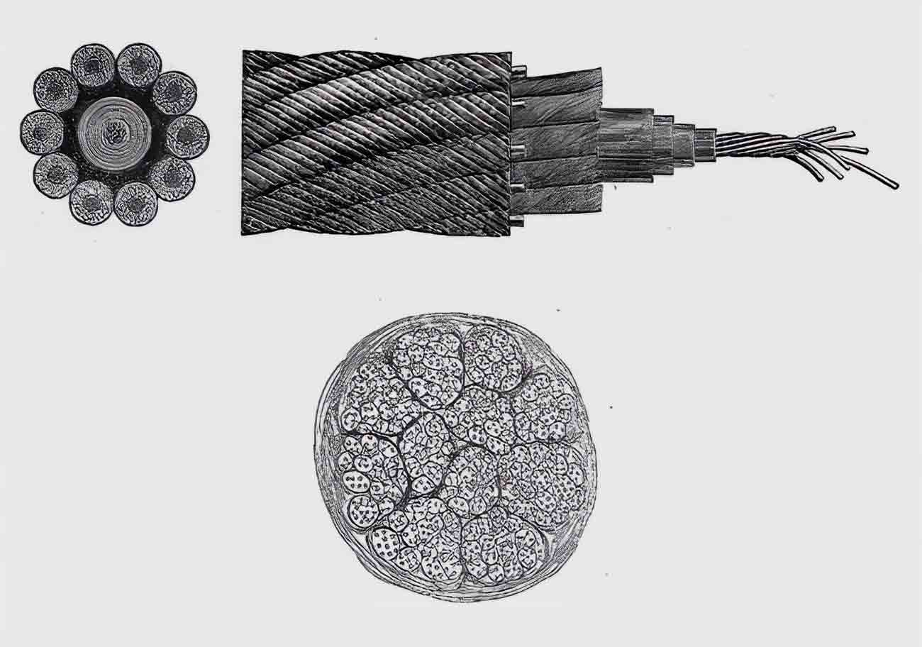 Kapp’s comparison of transverse cross-section of a telegraph cable to a nerve bundle.