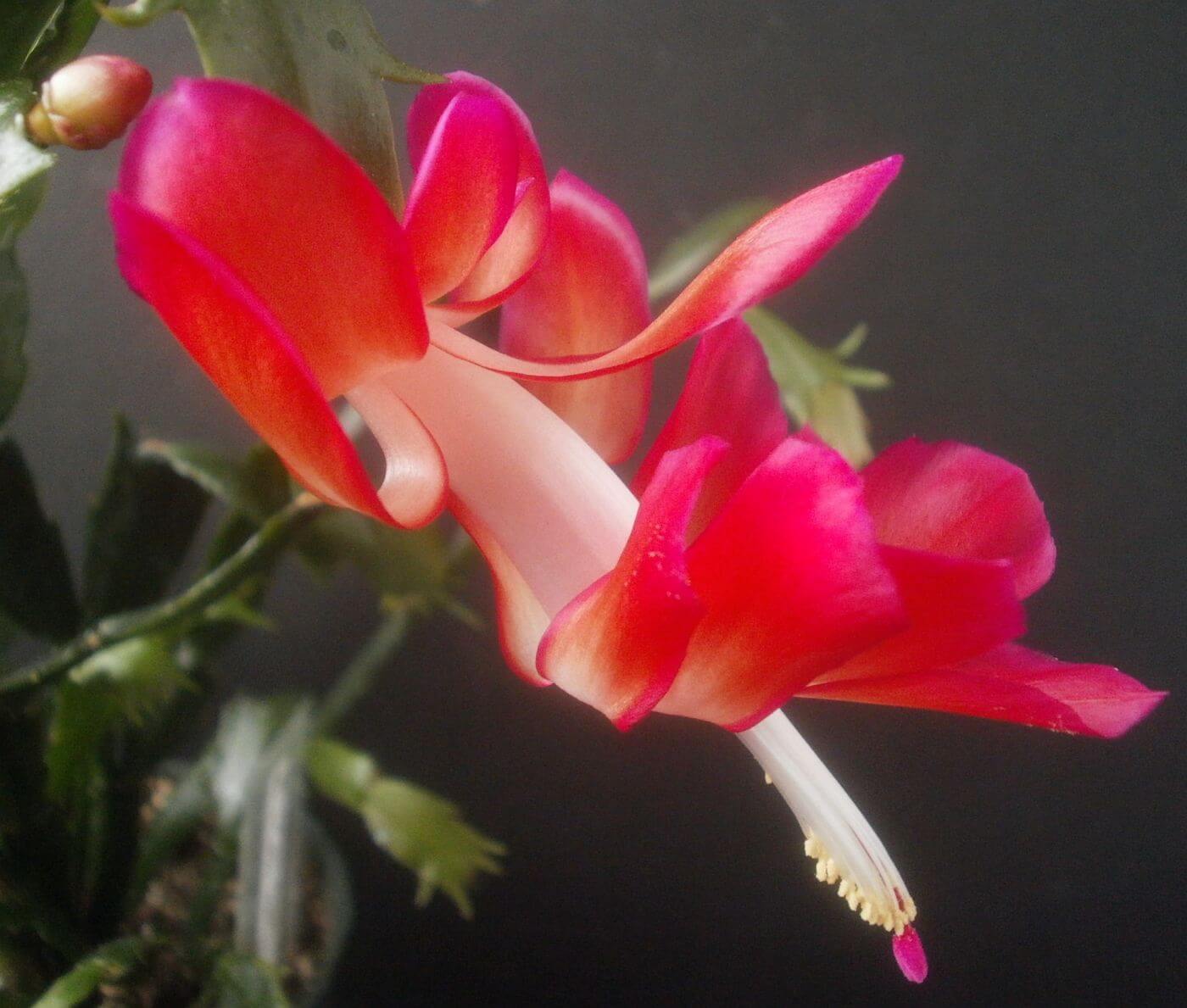 The schlumbergera truncata in bloom, unveiling their stamens (male) and gynoecium (female).